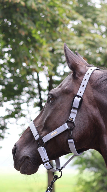 Lami-Cell Midnight Headcollar