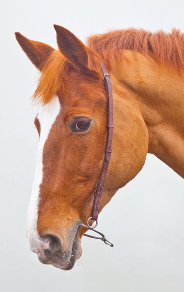 Buy Shires Velociti GARA Chifney Bit Strap| Online for Equine