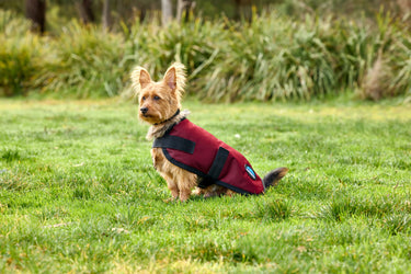 Buy Weatherbeeta Comfitec Classic Waterproof Dog Coat Burgundy | Online for Equine