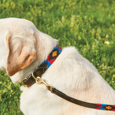 Buy Weatherbeeta Polo Leather Cowdray Brown/Pink/Blue/Yellow Dog Lead | Online for Equine
