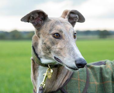 Buy Digby & Fox Tweed Greyhound Collar | Online for Equine
