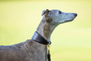 Buy Digby & Fox Padded Greyhound Collar | Online for Equine