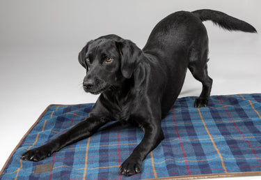 Buy Digby & Fox Tweed Blanket | Online for Equine