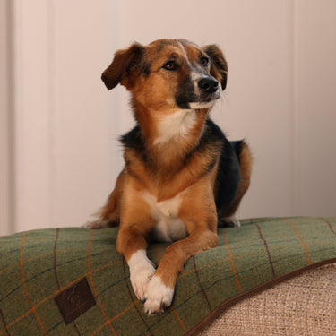 Buy Digby & Fox Tweed Blanket | Online for Equine