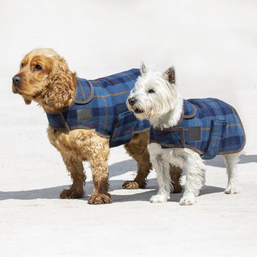 Buy the Digby & Fox Tweed Dog Coat | Online for Equine