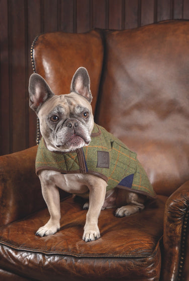 Buy the Digby & Fox Tweed Dog Coat | Online for Equine
