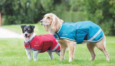 Buy Digby & Fox Waterproof Dog Coat | Online for Equine