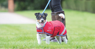 Buy Digby & Fox Waterproof Dog Coat | Online for Equine