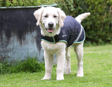Buy Digby & Fox Waterproof Dog Coat | Online for Equine