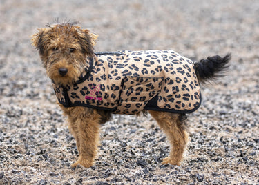 Buy Digby & Fox Leopard Dog Coat | Online for Equine