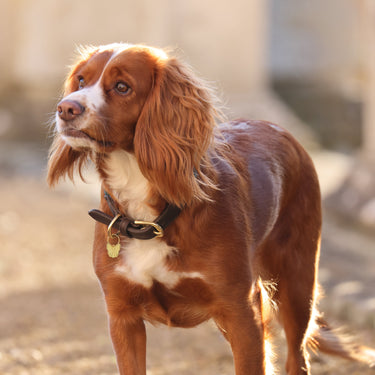 Buy Digby & Fox Fine Rope Collar | Online for Equine