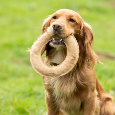 Buy Digby & Fox Leather Frisbee Toy | Online for Equine