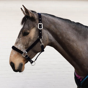 Perry Equestrian Luxury Padded Headcollar