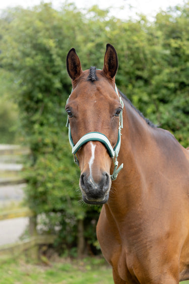 Hy Equestrian Mermaid Shimmer Head Collar and Lead Rope Set Mint Green