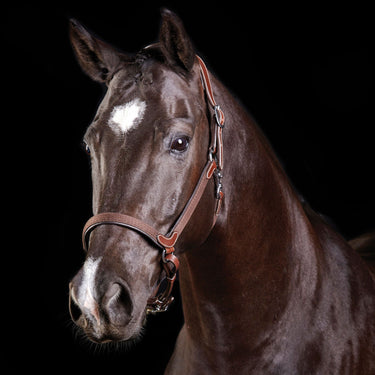 Buy Collegiate ComFiTec Leather Headcollar| Online for Equine