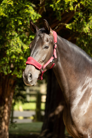 ProReaction Dura Fleece Head Collar by Hy Equestrian| Online For Equine