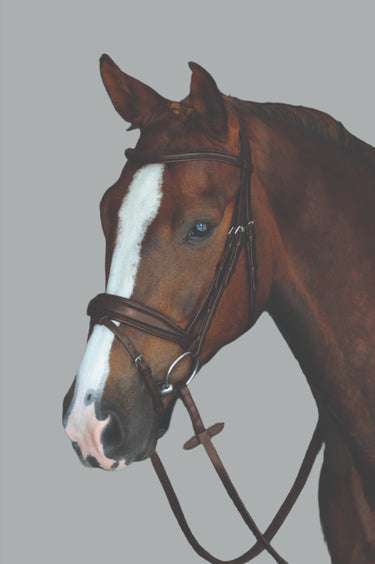 Collegiate Mono Crown Padded Raised Flash Bridle