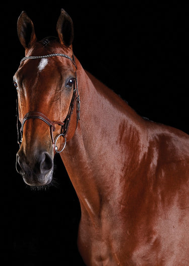Buy Collegiate ComFiTec Crystal Bridle| Online for Equine