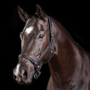 Buy Collegiate ComFiTec Leather Headcollar| Online for Equine