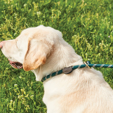 Buy Weatherbeeta Rope Leather Slip Navy/Brown Dog Lead | Online for Equine