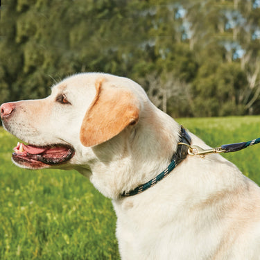 Buy Weatherbeeta Rope Leather Navy/Brown Dog Lead | Online for Equine