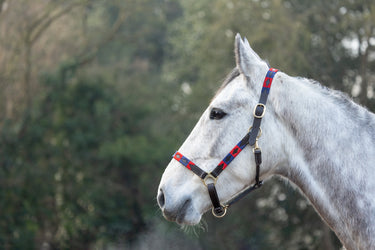 Hy Equestrian Polo Leather Head Collar