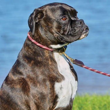 Buy Weatherbeeta Rope Leather Navy/Brown Dog Collar | Online for Equine