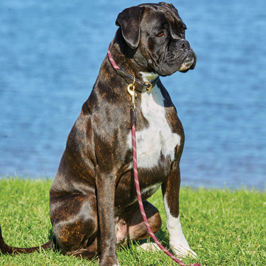 Buy Weatherbeeta Rope Leather Burgundy/Brown Dog Collar | Online for Equine