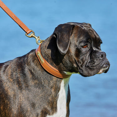 Buy Weatherbeeta Padded Leather Tan Dog Collar | Online for Equine