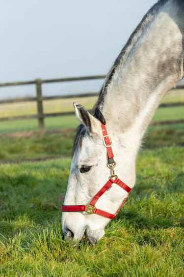 Hy Equestrian Fieldsafe Head Collar