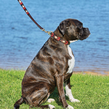 Buy Weatherbeeta Polo Leather Cowdray Brown/Blue/Blue Dog Collar | Online for Equine