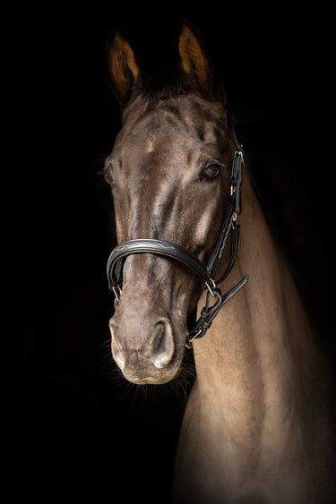 ProPresicce Softy Leather Head Collar by Hy Equestrian