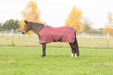 StormX Empra Luxury Show Rug
