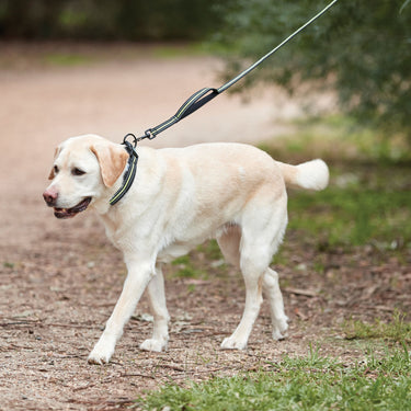 Buy Weatherbeeta Reflective Black/Pink Dog Lead | Online for Equine