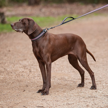 Buy Weatherbeeta Reflective Black/Pink Dog Lead | Online for Equine