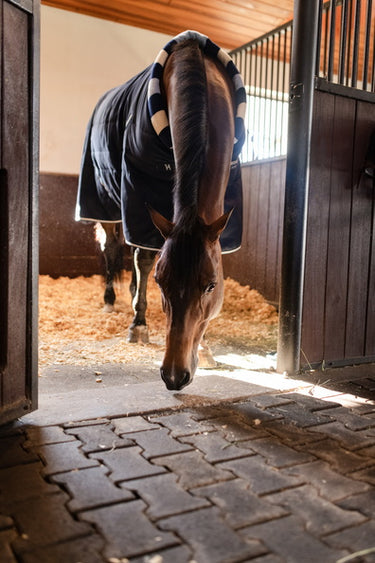 Horseware Ireland Newmarket Cosy Stable Rug 100G