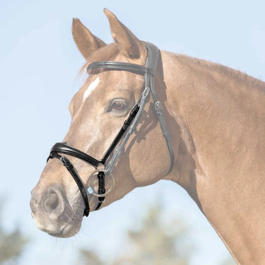 Buy Acavallo Flash Noseband  | Online for Equine