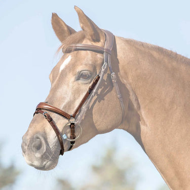 Buy Acavallo Flash Noseband  | Online for Equine