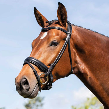 Buy Acavallo Fornarina Rolled Leather Bridle  | Online for Equine
