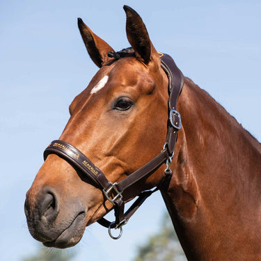 Buy Acavallo Leather Halter With Ergonomic Pollguard - Calfskin Lining  | Online for Equine