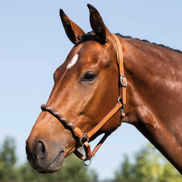 Buy Acavallo Leather Halter With Ergonomic Pollguard - Rope Noseband  | Online for Equine