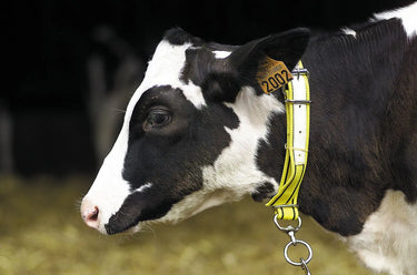 Agrihealth Calf Nylon Collar| Online For Equine
