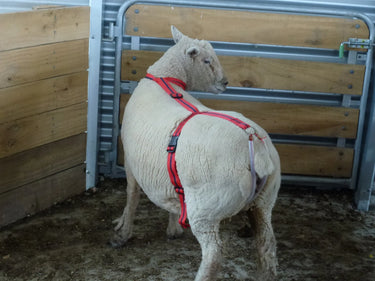Agrihealth Rurtec Bearin Prolapse Harness| Online For Equine