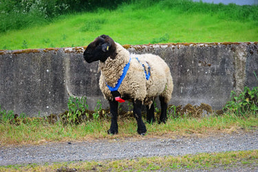 Agrihealth Super Blue Ram Harness| Online For Equine