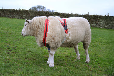 Agrimark Deluxe Anti-Chaffe Ram Harness| Online For Equine