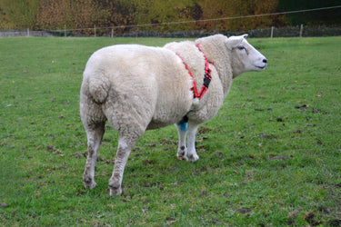Agrimark Deluxe Anti-Chaffe Ram Harness| Online For Equine