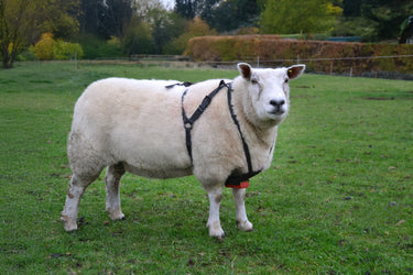 Agrimark Economy Ram Harness| Online For Equine