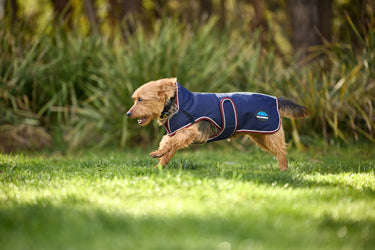Buy Weatherbeeta Comfitec Premier Deluxe Waterproof Dog Coat Burgundy/Navy | Online for Equine