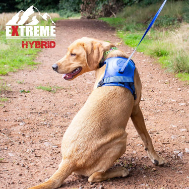 Ancol Extreme Hybrid Harness Aqua Blue| Online For Equine