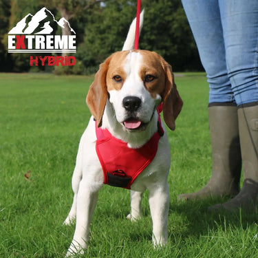 Ancol Extreme Hybrid Harness Poppy Red| Online For Equine